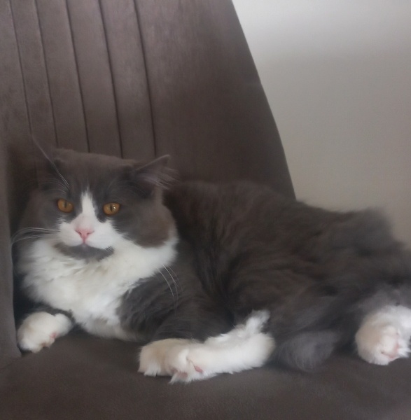 British Longhair, Kedi  Teo fotoğrafı