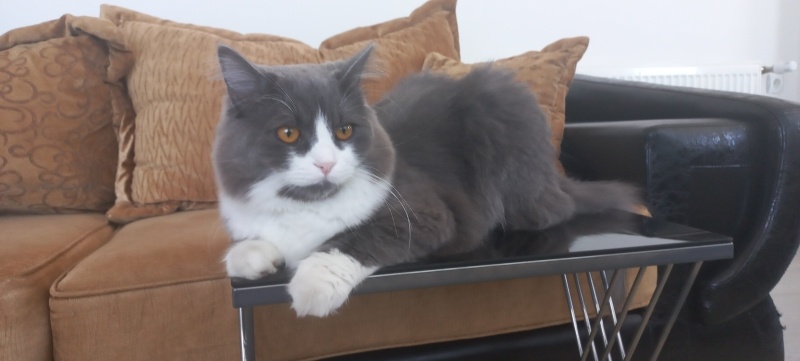 British Longhair, Kedi  Teo fotoğrafı