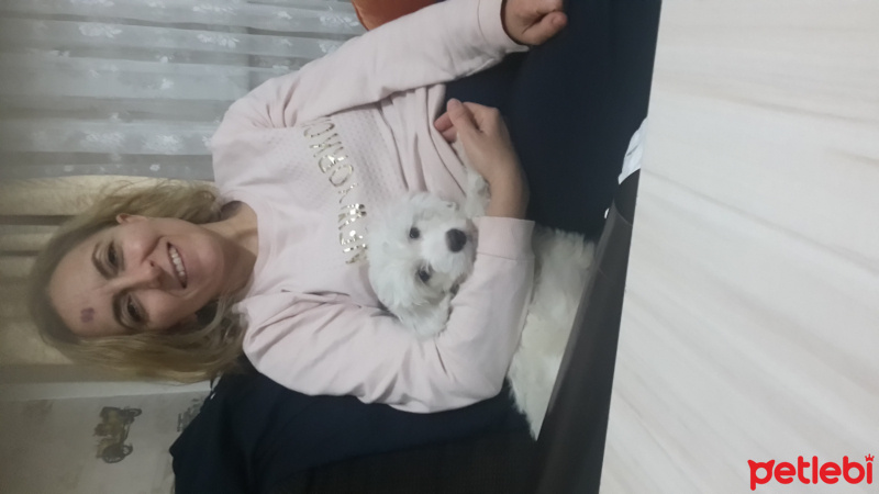 Maltese, Köpek  Pamuk  fotoğrafı