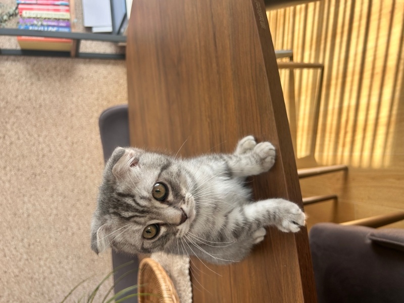 Scottish Fold, Kedi  Fiko fotoğrafı