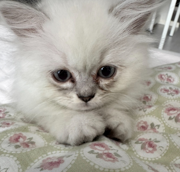 British Longhair, Kedi  Zeus fotoğrafı