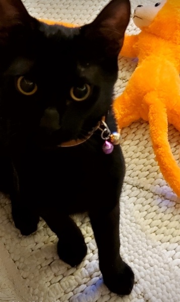Tekir Kedi, Kedi  Lokum fotoğrafı