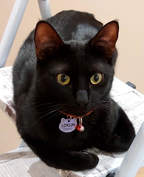 Tekir Kedi, Kedi  Lokum fotoğrafı