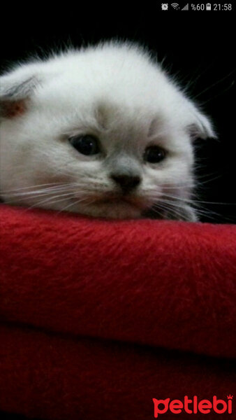 Scottish Fold, Kedi  Atlas fotoğrafı