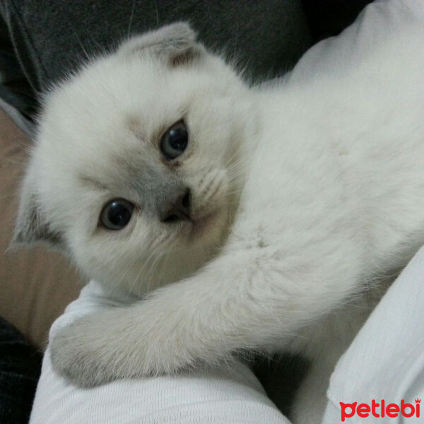 Scottish Fold, Kedi  Atlas fotoğrafı