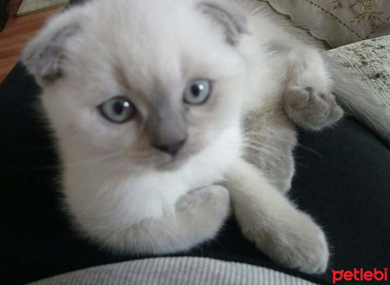 Scottish Fold, Kedi  Atlas fotoğrafı