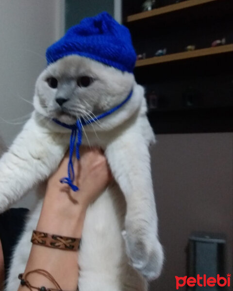 Scottish Fold, Kedi  Atlas fotoğrafı