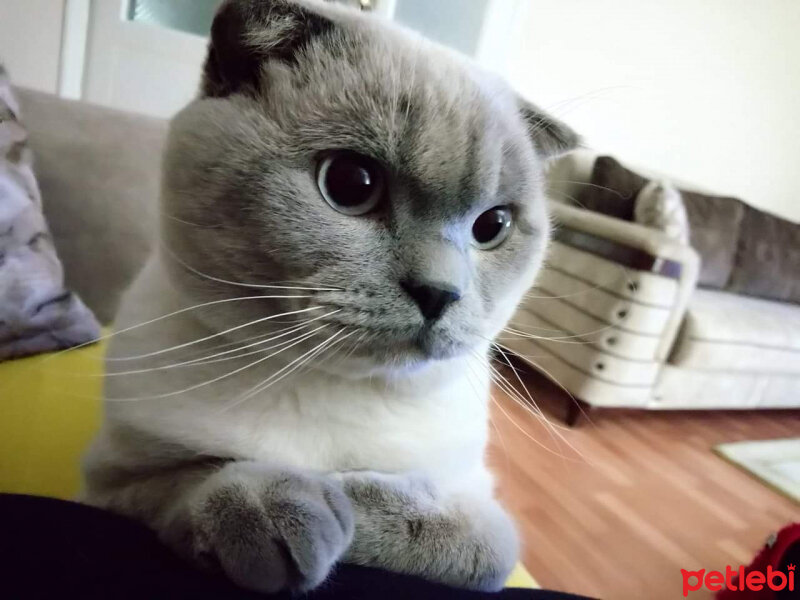 Scottish Fold, Kedi  Atlas fotoğrafı