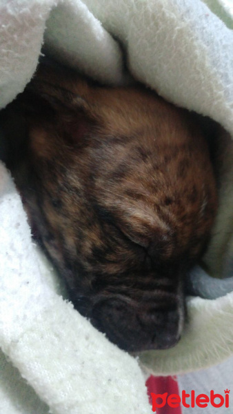 Pointer, Köpek  Worlan  fotoğrafı