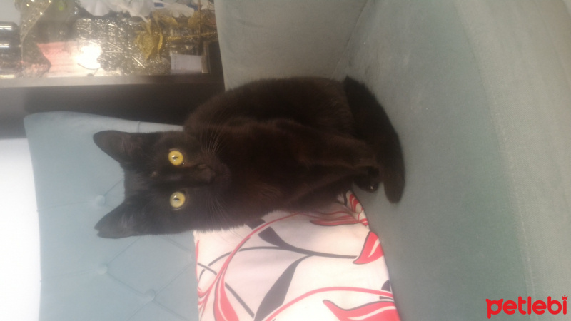 Bombay, Kedi  Karam fotoğrafı