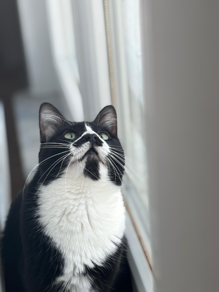 Tuxedo (Smokin) Kedi, Kedi  Gece fotoğrafı