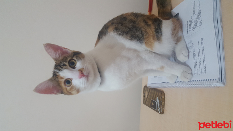 Tekir Kedi, Kedi  Asena fotoğrafı
