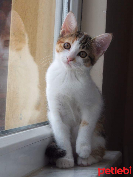 Tekir Kedi, Kedi  Asena fotoğrafı