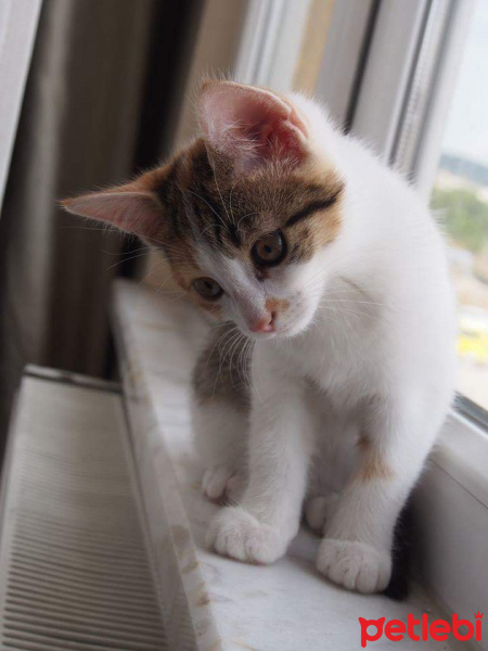 Tekir Kedi, Kedi  Asena fotoğrafı