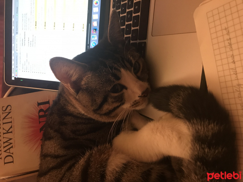 Tekir Kedi, Kedi  Çayan fotoğrafı