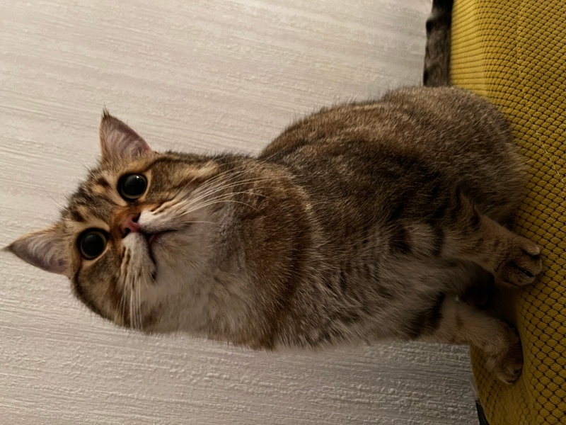 British Shorthair, Kedi  Minnoş fotoğrafı