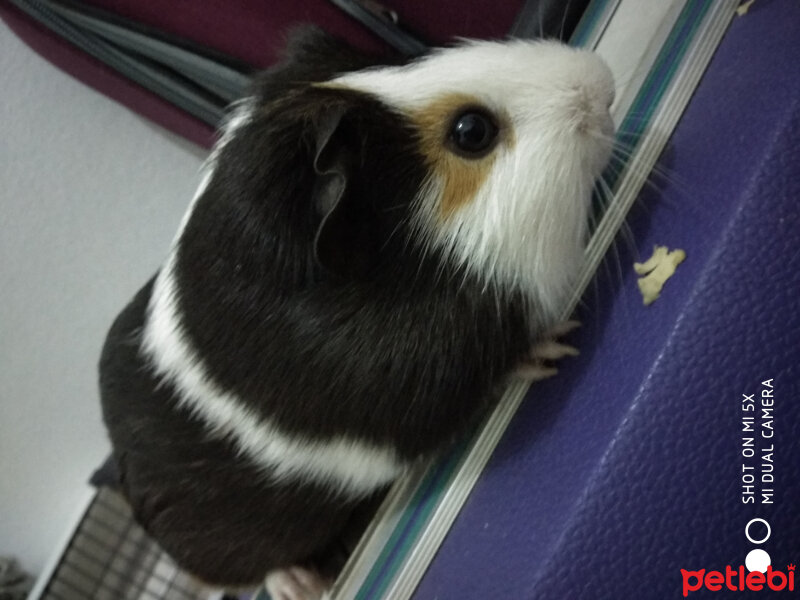 Guinea Pig, Kemirgen  Mahmut fotoğrafı