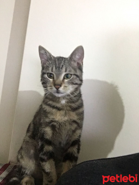 Tekir Kedi, Kedi  Miyav fotoğrafı