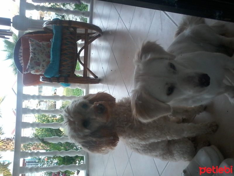 Poodle (Minyatür Kaniş), Köpek  Bidik fotoğrafı