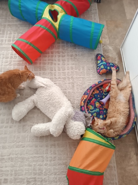 Sarman, Kedi  Bal fotoğrafı