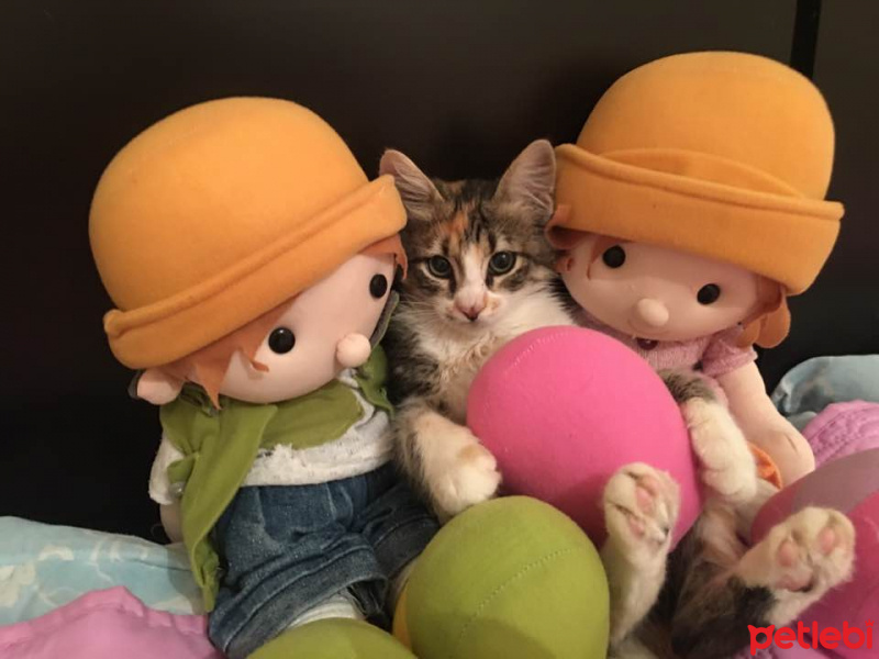 Tekir Kedi, Kedi  15 temmuz Şehitler Kedisi fotoğrafı