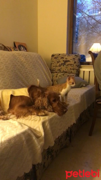 Tekir Kedi, Kedi  aşk fotoğrafı