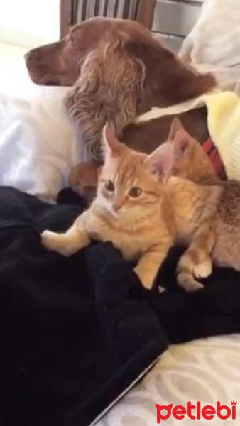 Tekir Kedi, Kedi  aşk fotoğrafı