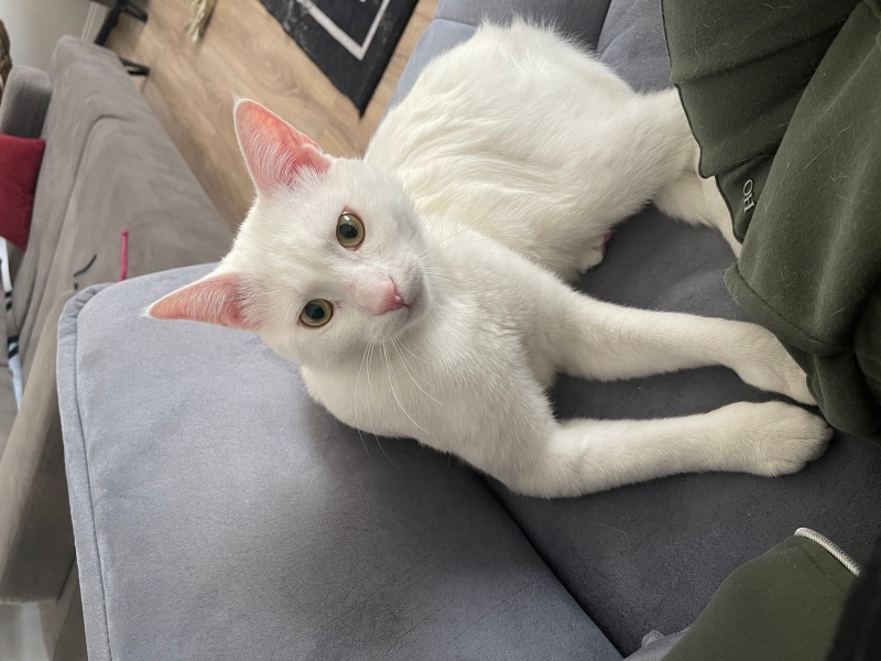 Ankara Kedisi, Kedi  Pamuk fotoğrafı