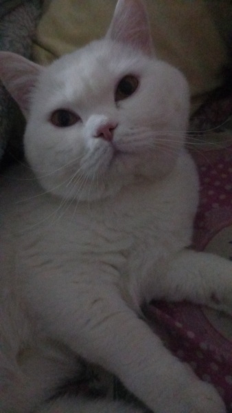 British Shorthair, Kedi  Paşa fotoğrafı