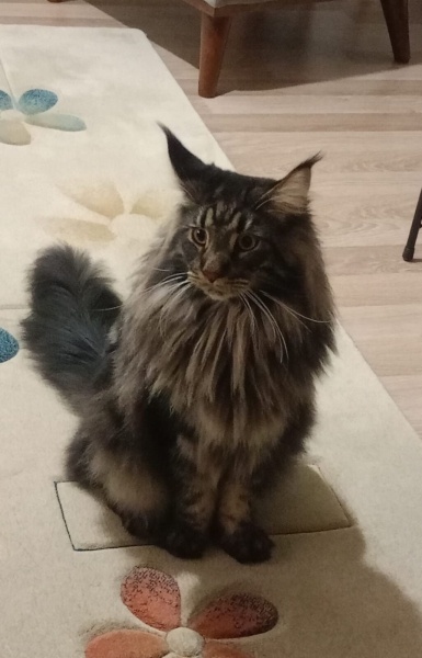 Maine Coon, Kedi  Aden fotoğrafı