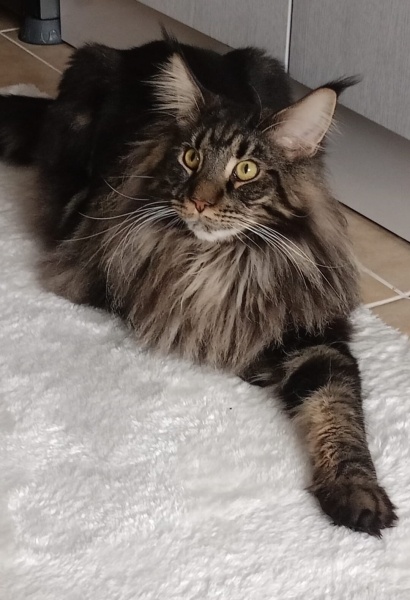 Maine Coon, Kedi  Aden fotoğrafı