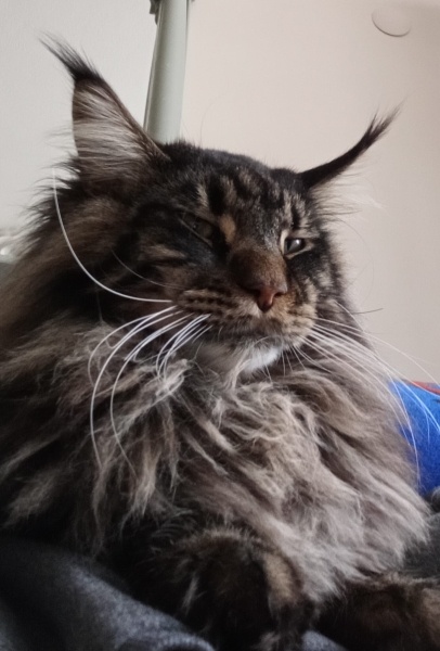 Maine Coon, Kedi  Aden fotoğrafı