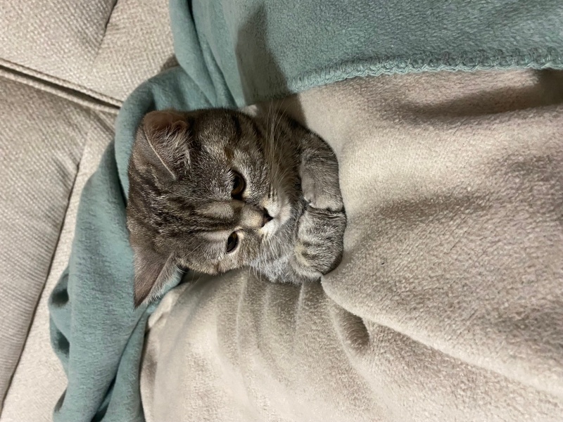 British Shorthair, Kedi  Nazlım fotoğrafı