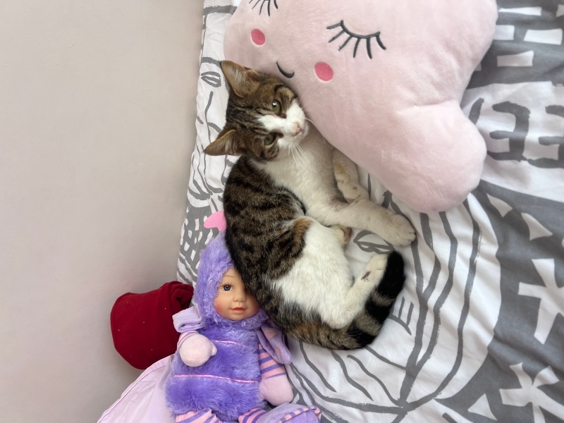 Tekir Kedi, Kedi  Carlos fotoğrafı