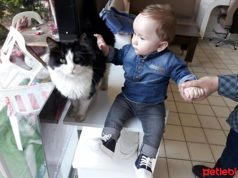 Tekir Kedi, Kedi  Fındık  fotoğrafı