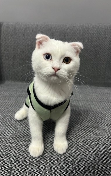 Scottish Fold, Kedi  Ares fotoğrafı