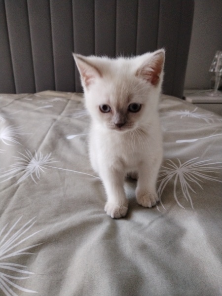British Shorthair, Kedi  Zilli fotoğrafı