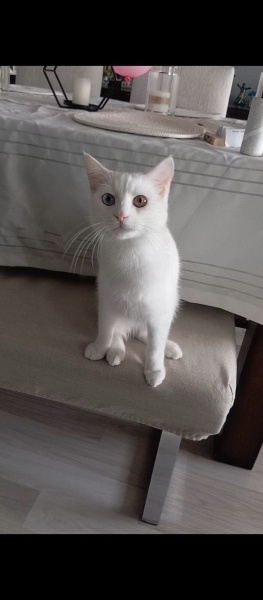 Van Kedisi, Kedi  Gelincik fotoğrafı