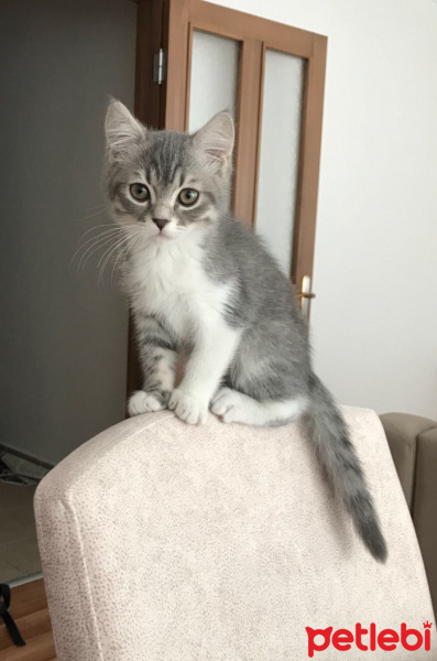 British Shorthair, Kedi  Grey fotoğrafı