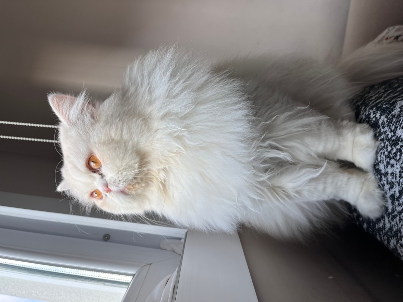 İran Kedisi (Persian), Kedi  bobby fotoğrafı