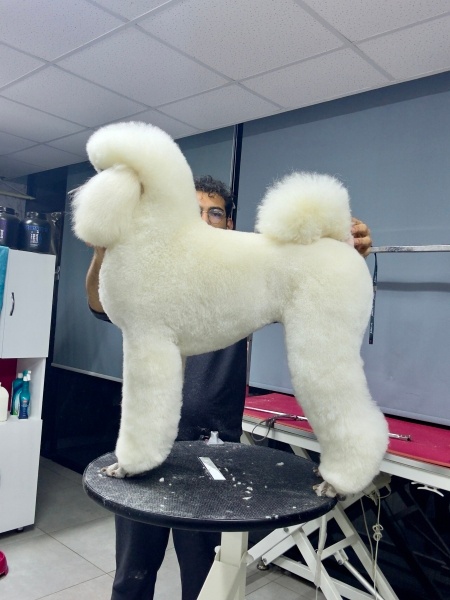 Poodle(Standart Kaniş), Köpek  Rowena fotoğrafı