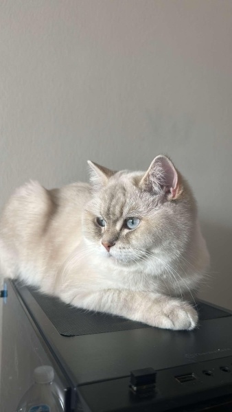 British Shorthair, Kedi  Arya fotoğrafı