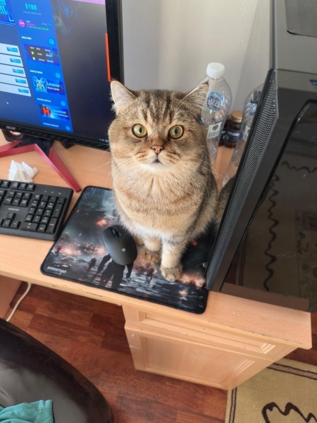British Shorthair, Kedi  Badem fotoğrafı