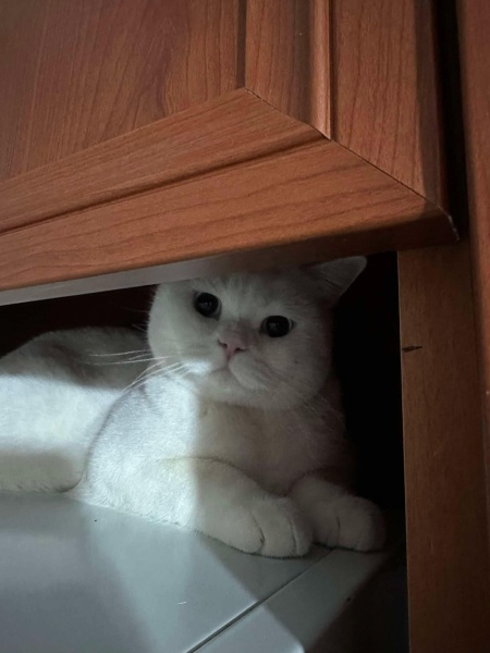 British Shorthair, Kedi  Adem fotoğrafı