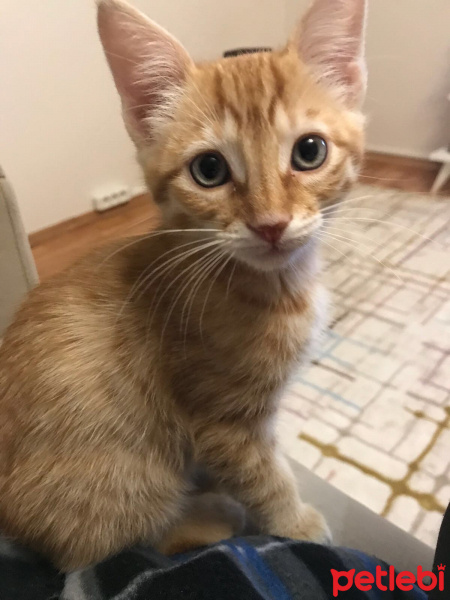 Tekir Kedi, Kedi  Simba fotoğrafı