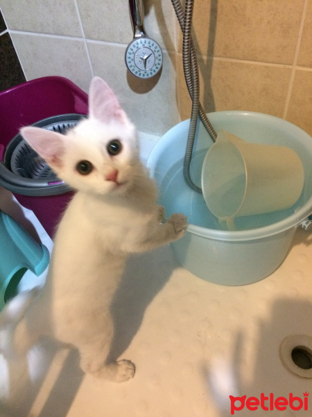Ankara Kedisi, Kedi  Pamuk fotoğrafı