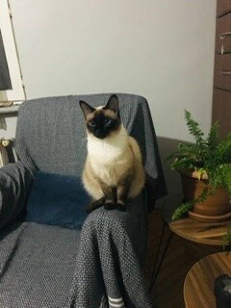 Siyam Kedisi, Kedi  Lilik fotoğrafı