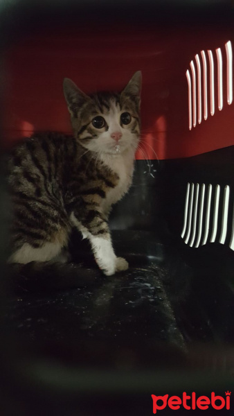 Tekir Kedi, Kedi  Yaramaz fotoğrafı