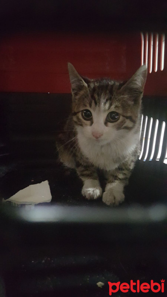 Tekir Kedi, Kedi  Yaramaz fotoğrafı