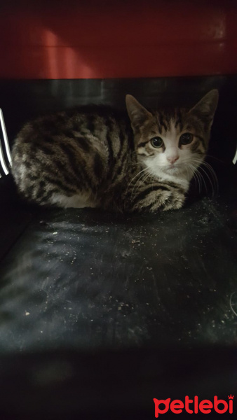 Tekir Kedi, Kedi  Yaramaz fotoğrafı